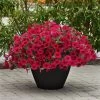 Wave® Carmine Velour Petunia Seeds