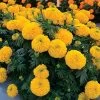 Big Duck Gold F1 Marigold Seeds -Botanical Bliss 52269 PK P1