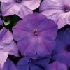 Easy Wave® Lavender Sky Blue Petunia Seeds 2 Easy Wave® Lavender Sky Blue Petunia Seeds -Botanical Bliss 52270