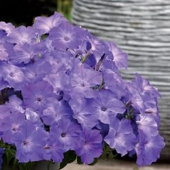 Easy Wave® Lavender Sky Blue Petunia Seeds -Botanical Bliss 52270 1
