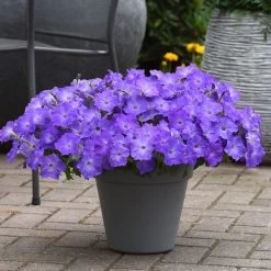 Easy Wave® Lavender Sky Blue Petunia Seeds -Botanical Bliss 52270 3