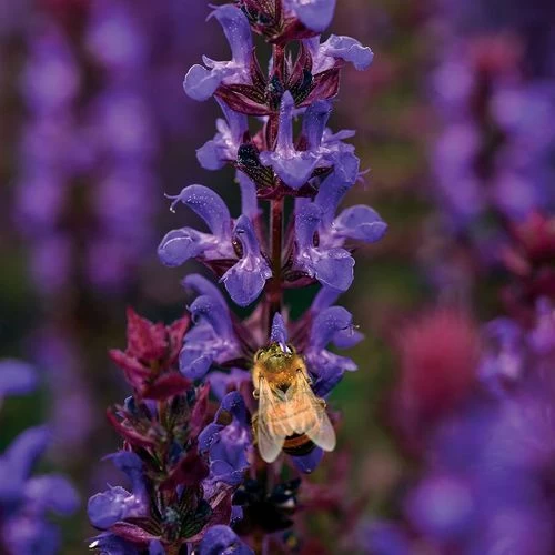 Salvatore Blue Salvia Seeds 3 Salvatore Blue Salvia Seeds