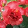Fiona™ Red Begonia Seeds -Botanical Bliss 52274