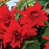Funky® Scarlet Begonia Seeds -Botanical Bliss 52277