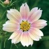 'Apricot Lemonade' Cosmos Seeds -Botanical Bliss 52302