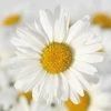 White Lion Shasta Daisy Seeds -Botanical Bliss 52310 PK P1