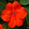 Beacon® Orange Hybrid Impatiens Seeds -Botanical Bliss 52313 PK 500