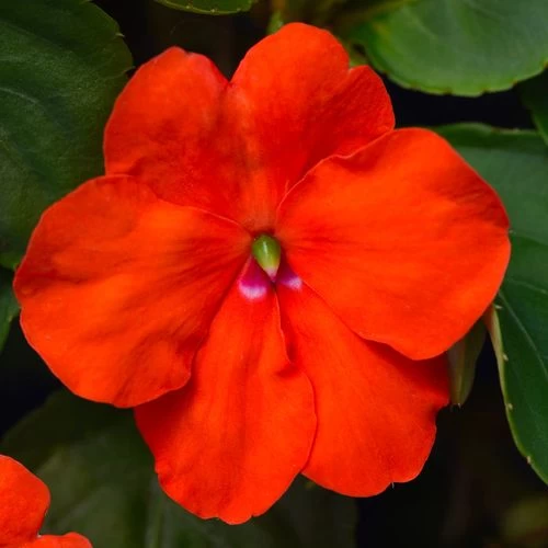 Beacon® Orange Hybrid Impatiens Seeds 3 Beacon® Orange Hybrid Impatiens Seeds
