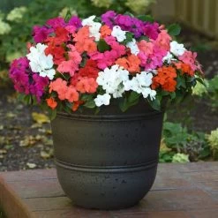 Beacon® Formula Mixture Hybrid Impatiens Seeds