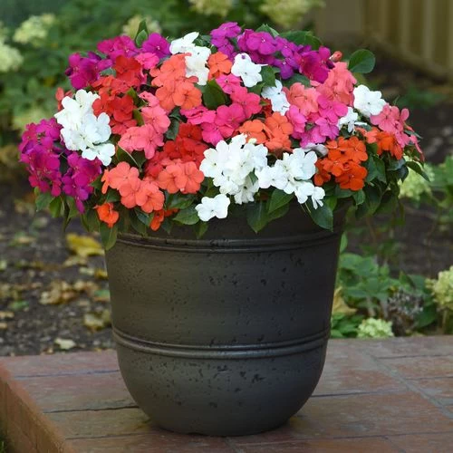 Beacon® Formula Mixture Hybrid Impatiens Seeds 3 Beacon® Formula Mixture Hybrid Impatiens Seeds