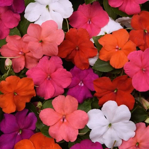 Beacon® Formula Mixture Hybrid Impatiens Seeds 4 Beacon® Formula Mixture Hybrid Impatiens Seeds - Image 2