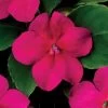 Beacon® Violet Shades Hybrid Impatiens Seeds 2 Beacon® Violet Shades Hybrid Impatiens Seeds -Botanical Bliss 52317 PK 500