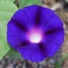 'Grandpa Ott' Morning Glory Vine Seeds -Botanical Bliss 52321 PK P1