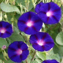 'Grandpa Ott' Morning Glory Vine Seeds -Botanical Bliss 52321 PK P1 2