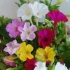 Four O'Clocks Flower Seeds -Botanical Bliss 52322 PK P1