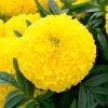 Big Duck™ Yellow Marigold Seeds -Botanical Bliss 52324 PK P1