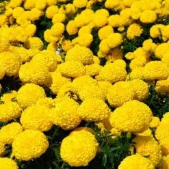 Big Duck™ Yellow Marigold Seeds -Botanical Bliss 52324 PK P1 1