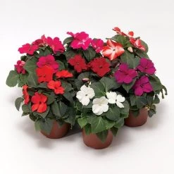 Imara™ XDR Mix Impatiens Seeds -Botanical Bliss 52326 1
