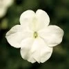 Imara™ XDR White Impatiens Seeds 1 Imara™ XDR White Impatiens Seeds -Botanical Bliss 52333