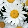 Madonna Shasta Daisy Seeds 1 Madonna Shasta Daisy Seeds -Botanical Bliss 52340