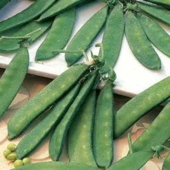 Dwarf White Sugar Snow Pea Seeds -Botanical Bliss 5235