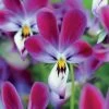 'Bunny Ears' Viola Seeds -Botanical Bliss 52353 PK P1
