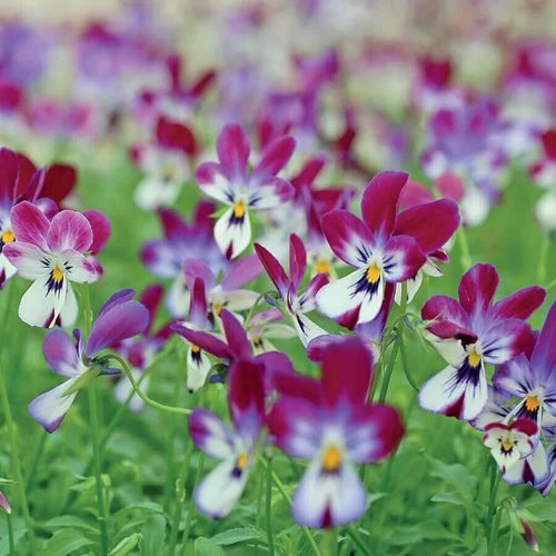 'Bunny Ears' Viola Seeds 4 'Bunny Ears' Viola Seeds - Image 2