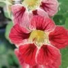 'Chameleon' Nasturtium Seeds -Botanical Bliss 52354
