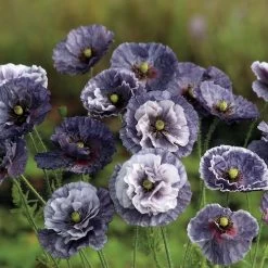 'Amazing Grey' Poppy Seeds