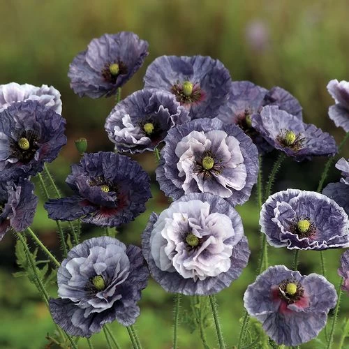 'Amazing Grey' Poppy Seeds 3 'Amazing Grey' Poppy Seeds