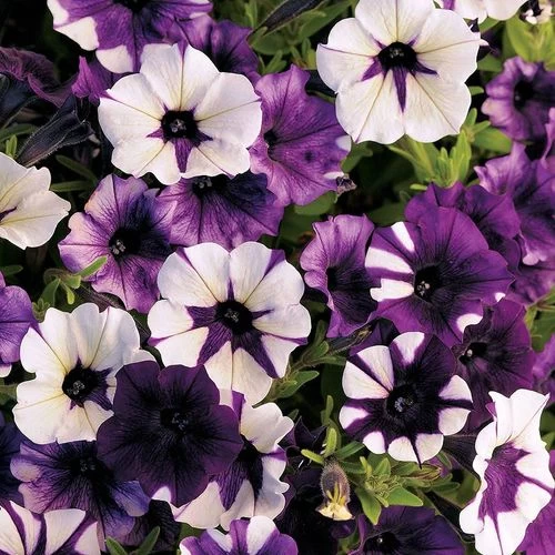 Shock Wave® Tie Dye Purple Petunia Seeds 3 Shock Wave® Tie Dye Purple Petunia Seeds