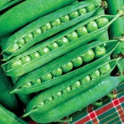 Green Arrow Pea Seeds -Botanical Bliss 5237