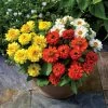 Profusion Double Sunrise Mix Zinnia Seeds -Botanical Bliss 52384