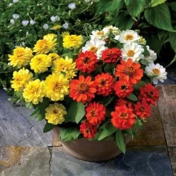 Profusion Double Sunrise Mix Zinnia Seeds