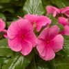 Cora® XDR Deep Strawberry Vinca Seeds 1 Cora® XDR Deep Strawberry Vinca Seeds -Botanical Bliss 52385 PK 100