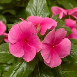 Cora® XDR Deep Strawberry Vinca Seeds