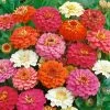 Thumbelina Mix Zinnia Seeds -Botanical Bliss 52393 PK P1