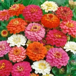Thumbelina Mix Zinnia Seeds