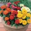 Short Stuff™ Fire Mix Zinnia Seeds -Botanical Bliss 52396 PK 100