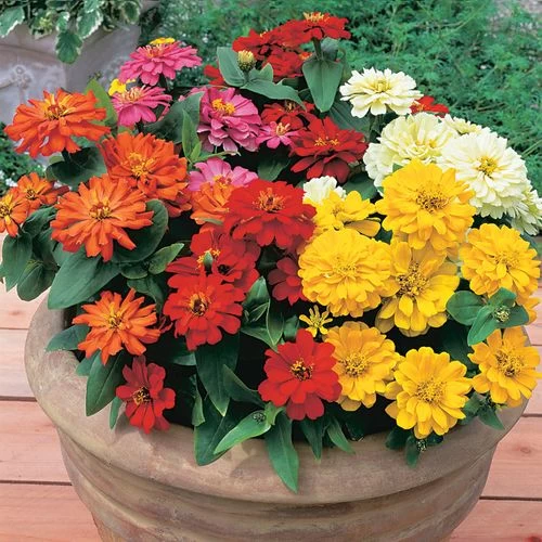Short Stuff™ Fire Mix Zinnia Seeds 3 Short Stuff™ Fire Mix Zinnia Seeds