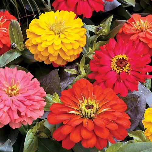 Short Stuff™ Fire Mix Zinnia Seeds 4 Short Stuff™ Fire Mix Zinnia Seeds - Image 2