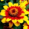 Profusion Red Yellow Bicolor Zinnia Seeds