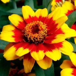 Profusion Red Yellow Bicolor Zinnia Seeds
