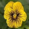 SorbetĀ® Tiger Eye Viola Seeds 2 SorbetĀ® Tiger Eye Viola Seeds -Botanical Bliss 52398 PK P1
