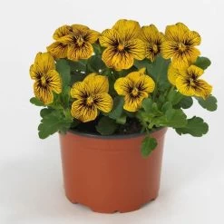 Sorbet® Tiger Eye Viola Seeds -Botanical Bliss 52398 PK P1 1
