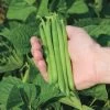 Cabot Bush Bean Seeds -Botanical Bliss 52401