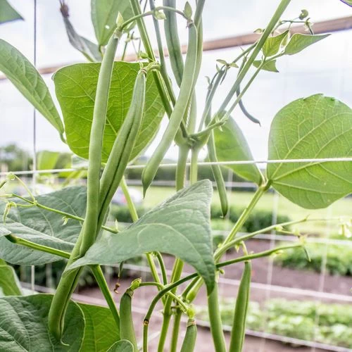 Seychelles Pole Bean Seeds 3 Seychelles Pole Bean Seeds