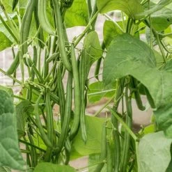 Seychelles Pole Bean Seeds 7 Seychelles Pole Bean Seeds -Botanical Bliss 52403 1