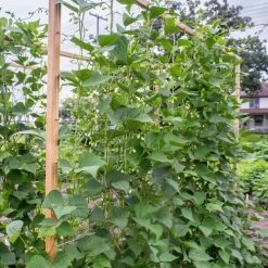 Seychelles Pole Bean Seeds 9 Seychelles Pole Bean Seeds -Botanical Bliss 52403 3