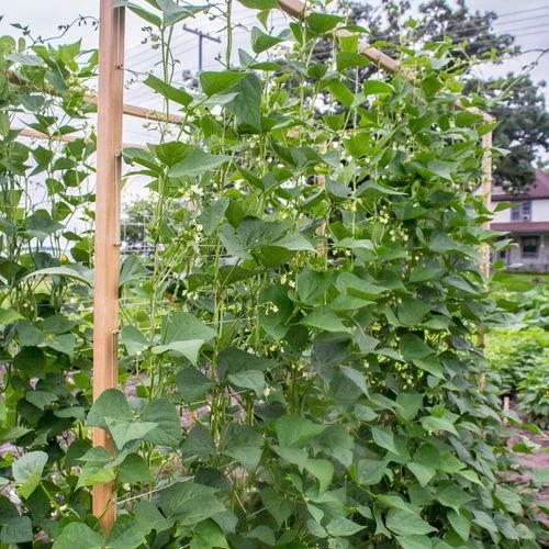 Seychelles Pole Bean Seeds 6 Seychelles Pole Bean Seeds - Image 4